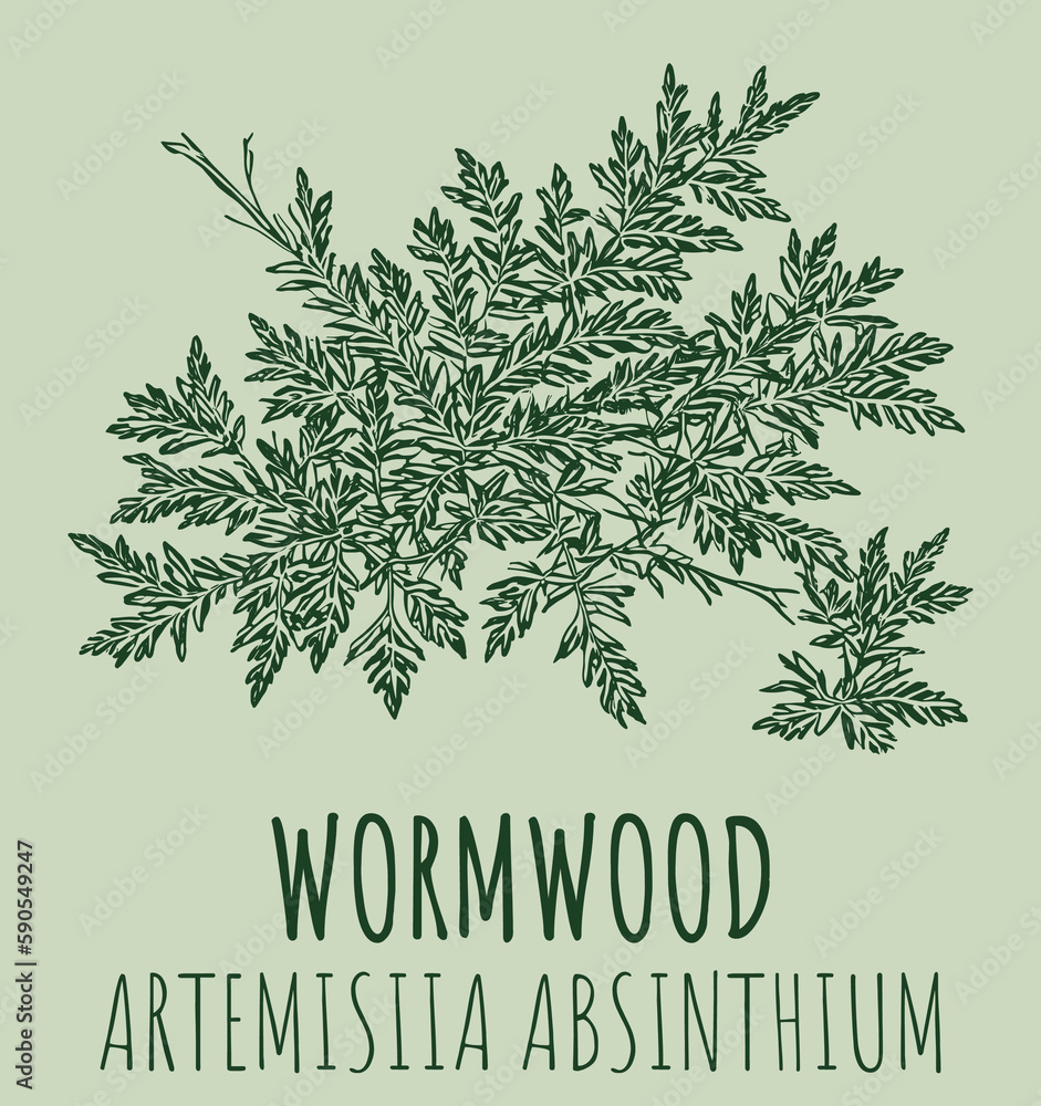 Drawings of Wormwood. The image was created using generative AI. Latin name Artemísia absínthium.