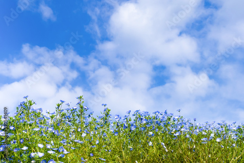 ネモフィラの花と初夏の青空