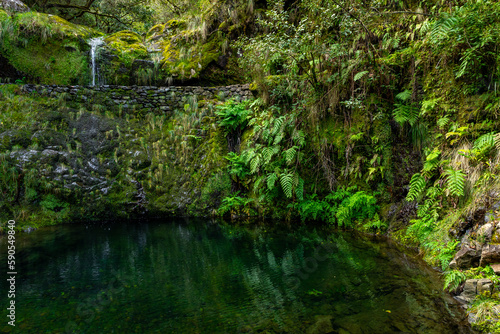Madeira typical walking and hiking patch. Levada do Furado, one the most popular Levada tours on Madeira Island. From Ribeiro Frio to Portela. Portugal.  
