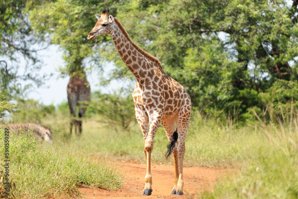 Obraz premium giraffe in the savannah