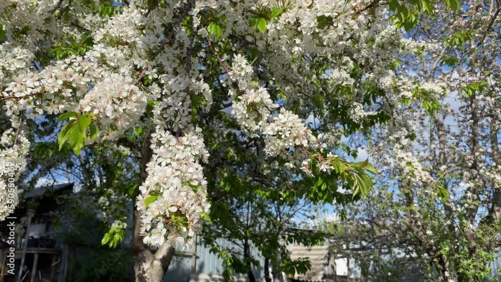 Blossoming cherry branch sways in the wind. High quality FullHD footage Blossoming cherry branch sways in the wind. High quality FullHD footage