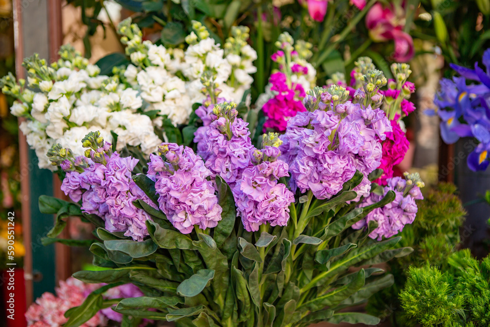 purple and white flowers purple and white flowers