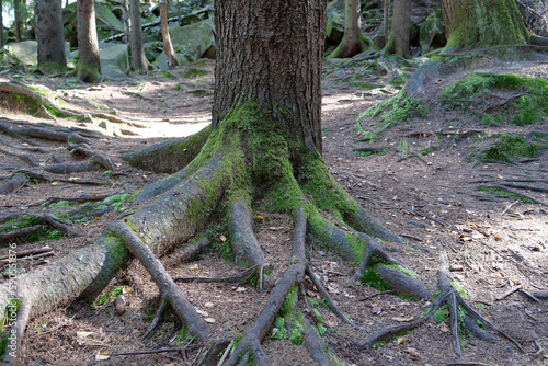 Picturesque wildlife, thick of forest. Beautiful moss on stones and roots