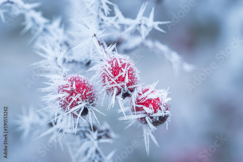 Hawthorn (Crataegus laevigata) berries on a branch under snow.