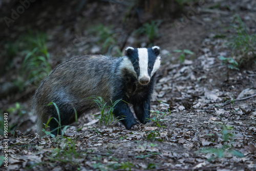 European badger (Meles meles) in his natural environment.