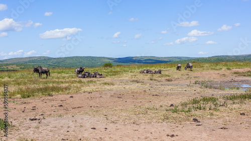 Wildlife Wildebeest Animal Herd Resting Waterhole Plateau Scenic Tropical Park Reserve Landscape