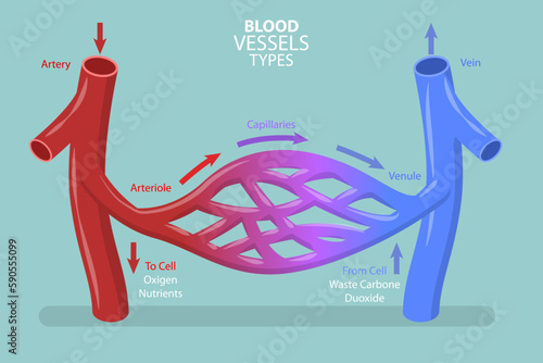3D Isometric Flat Vector Conceptual Illustration of Blood Vessels Types, Capilary Blood Flow in Circulatory System