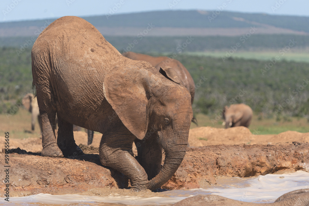 Fototapeta premium elephant at waterhole