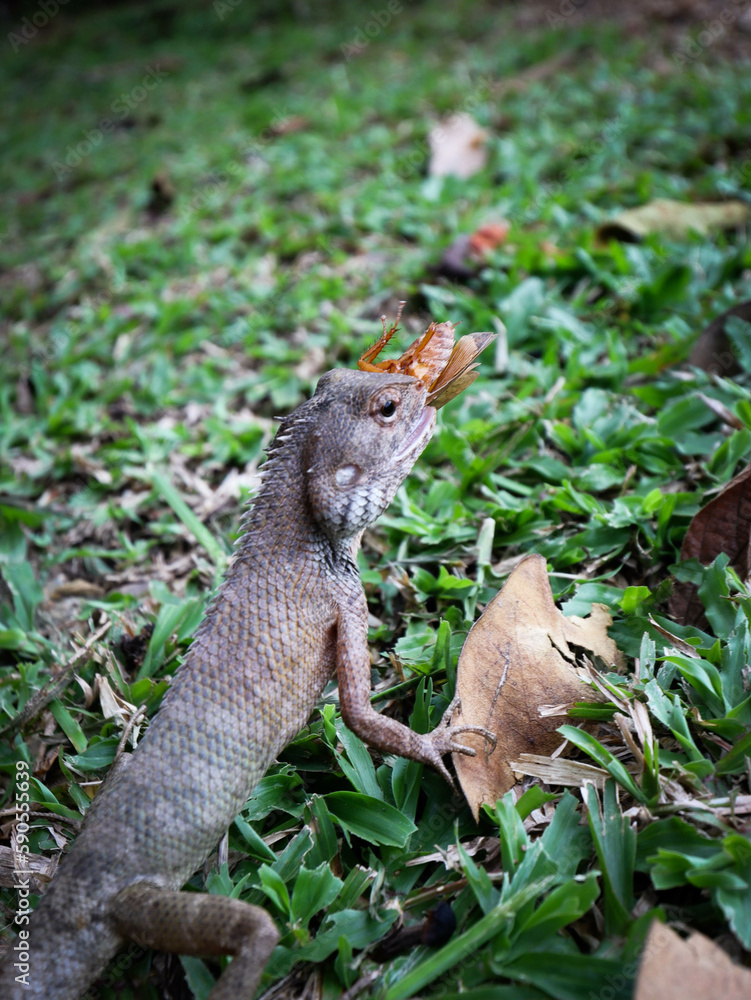 Fototapeta premium oriental garden lizard eating cockroach alive