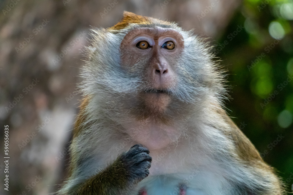 Obraz premium Macaque monkey in tree in Langkawi, Malaysia
