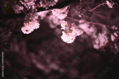pink cherry blossom