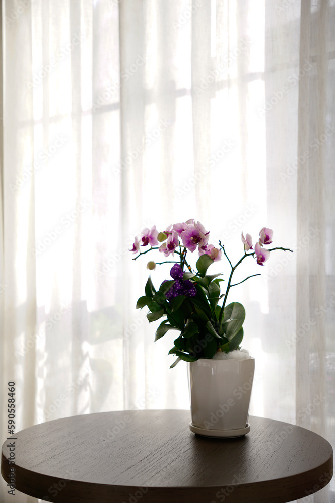 Fototapeta premium Beautiful purple orchid pot on a table next to window with while voile curtain 