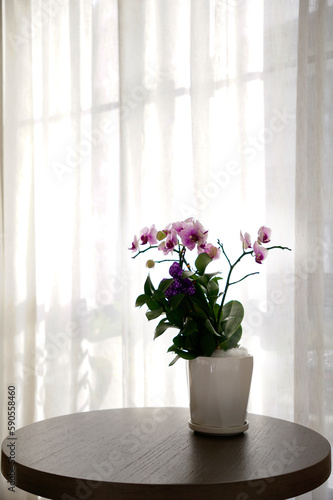 Beautiful purple orchid pot on a table next to window with while voile curtain                         © hippomyta