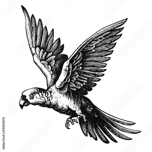 Flying parrot engraving illustration