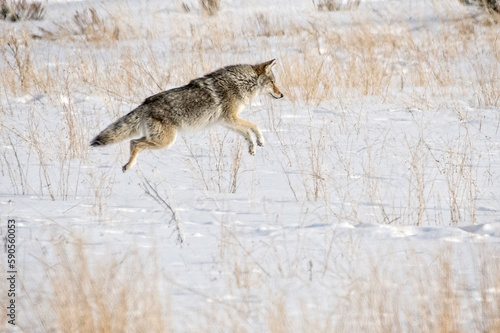 Coyote leaping after prey while hunting in a snow covered field