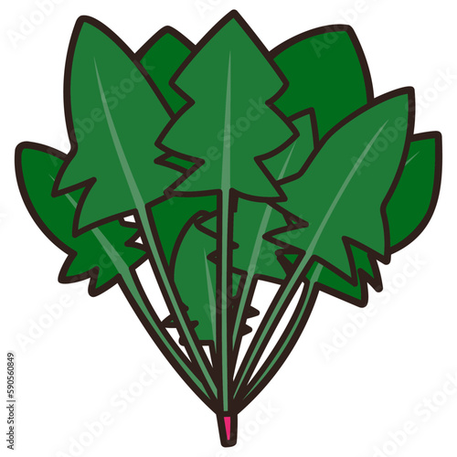 太い線で描かれたカットイラスト / 一把のホウレンソウ