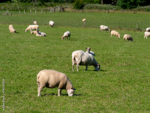 A flock of sheep on a grass meadow in summer. Livestock farm in Ireland. Grazing animals on the farm. Herd of sheep on green grass field