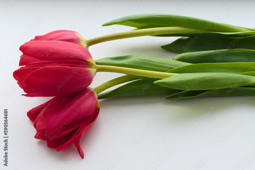 red tulip on a white background red tulip on a white background