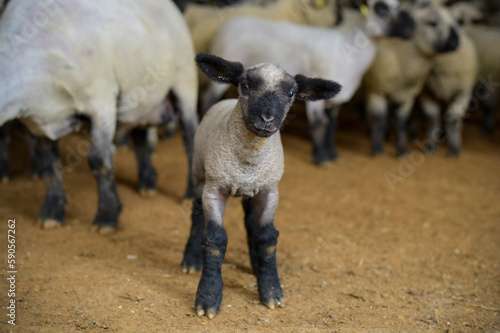 young lamb in a stable photo