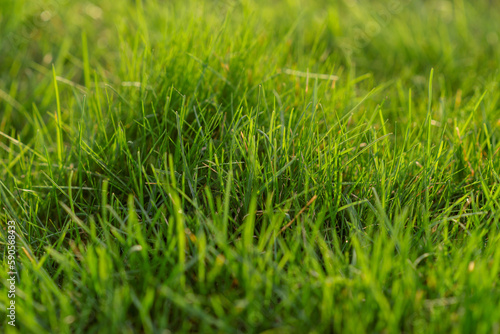 Green grass texture background grass garden concept