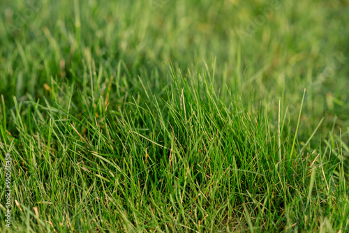 Green grass texture background grass garden concept