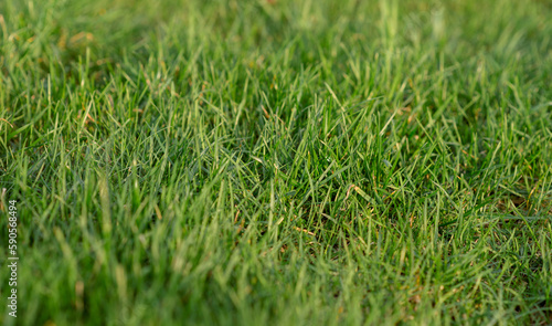 Green grass texture background grass garden concept