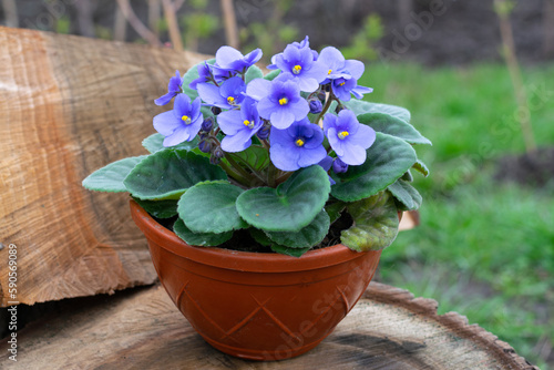 African violet, Parma violet, potted flower in the garden, flower decoration concept, plant care photo