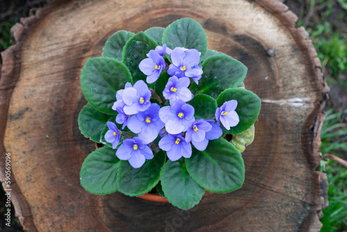 African violet, Parma violet, potted flower on wooden trunk  photo
