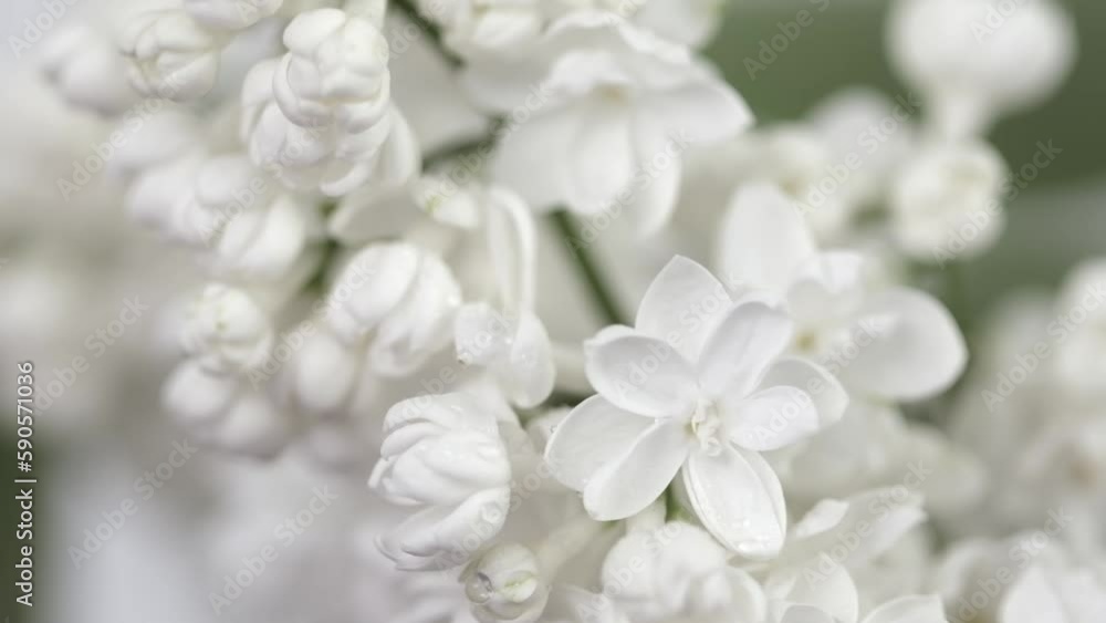 Branches of flowering blossoming white lilac under rain. Blooming flowers Syringa vulgaris. Raindrops on lilac petals. Floral background. Raining close up, selective focus Branches of flowering blossoming white lilac under rain. Blooming flowers Syringa vulgaris. Raindrops on lilac petals. Floral background. Raining close up, selective focus