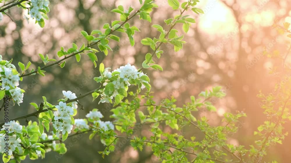 Blooming apple tree in early spring at sunrise or sunset. White flowers on fruit trees in an orchard. Tree branches with white flowers sway in the wind Blooming apple tree in early spring at sunrise or sunset. White flowers on fruit trees in an orchard. Tree branches with white flowers sway in the wind