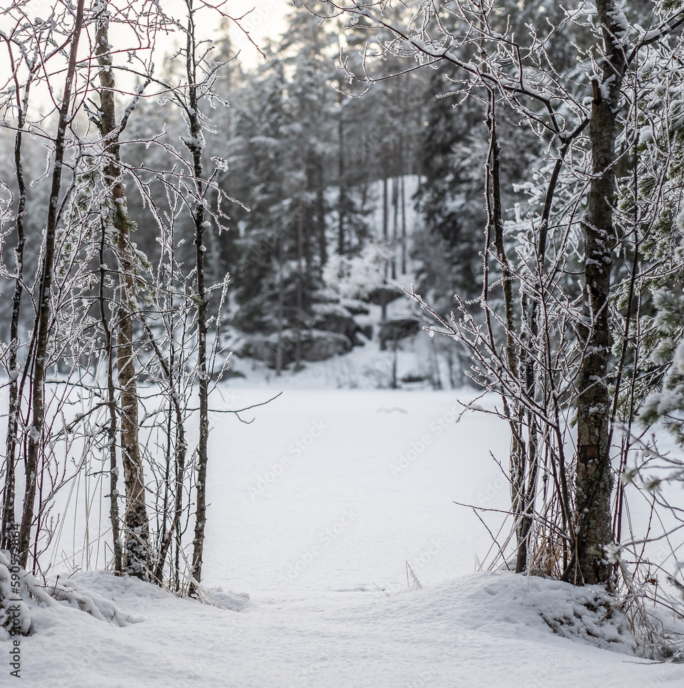 Obraz premium snow covered trees