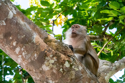 Sticker Macaque monkey in tree in Langkawi, Malaysia