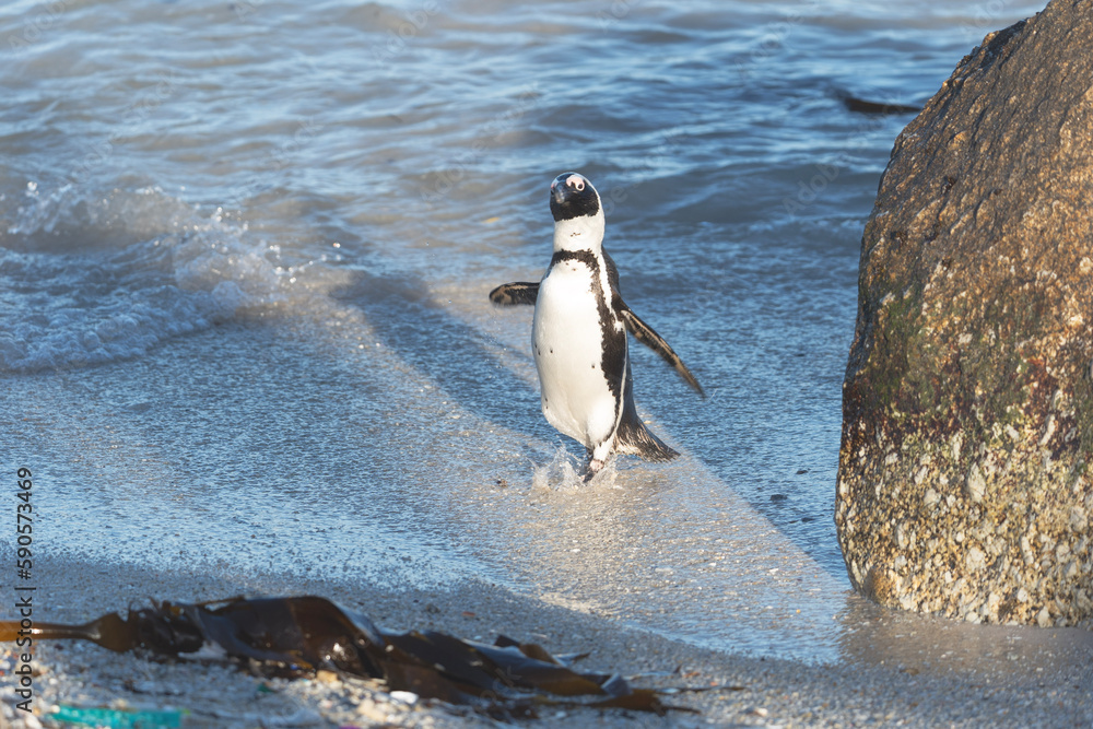 Obraz premium african penguin at boulders beach