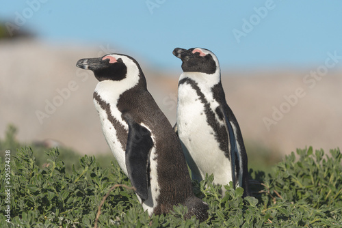 african penguin couple