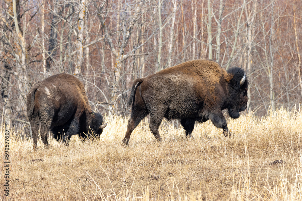 two american bison walking in burnt grass in front of fall trees two american bison walking in burnt grass in front of fall trees