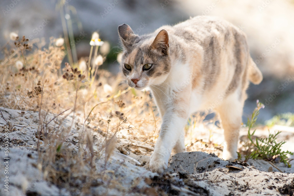 Stray calico cat standing outdoors on the Greek island Thasos Stray calico cat standing outdoors on the Greek island Thasos