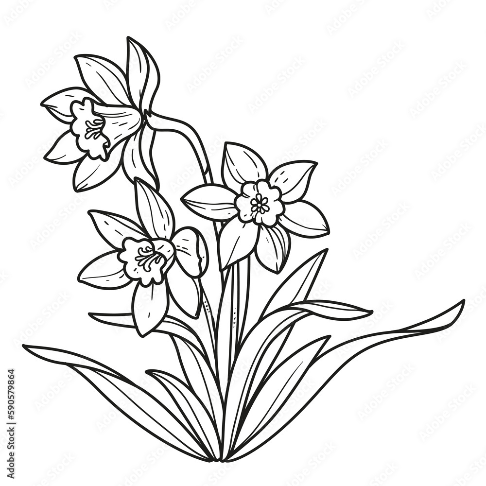 Narcissus realistic flowers outlined for coloring book linear drawing isolated on white background