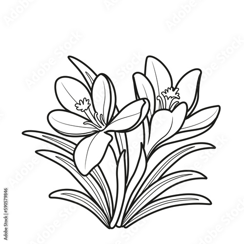 Crocus flowers coloring book linear drawing isolated on white background