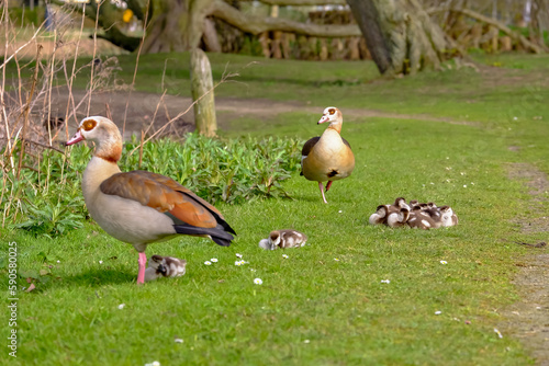 egyptian goose couple with goslings