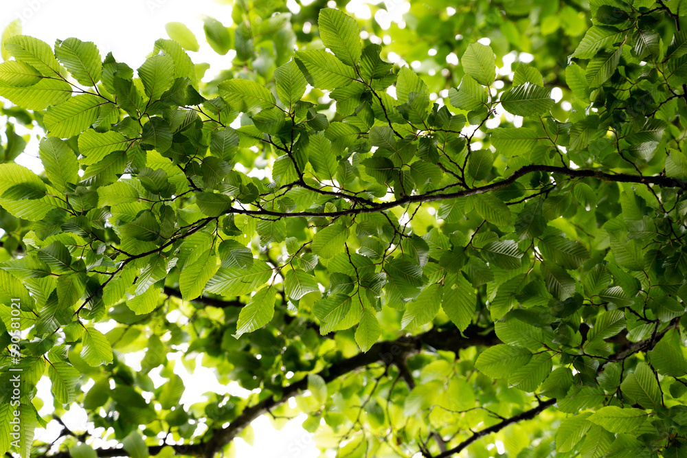 green leaves background green leaves background