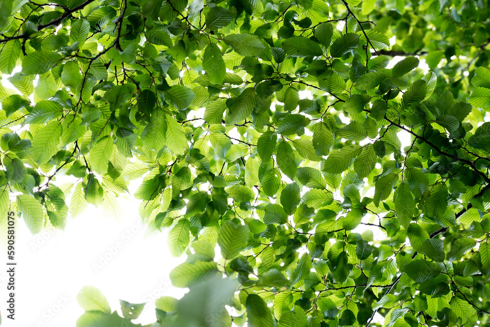green leaves in sunlight with bright texture and pattern only tree green leaves in sunlight with bright texture and pattern only tree