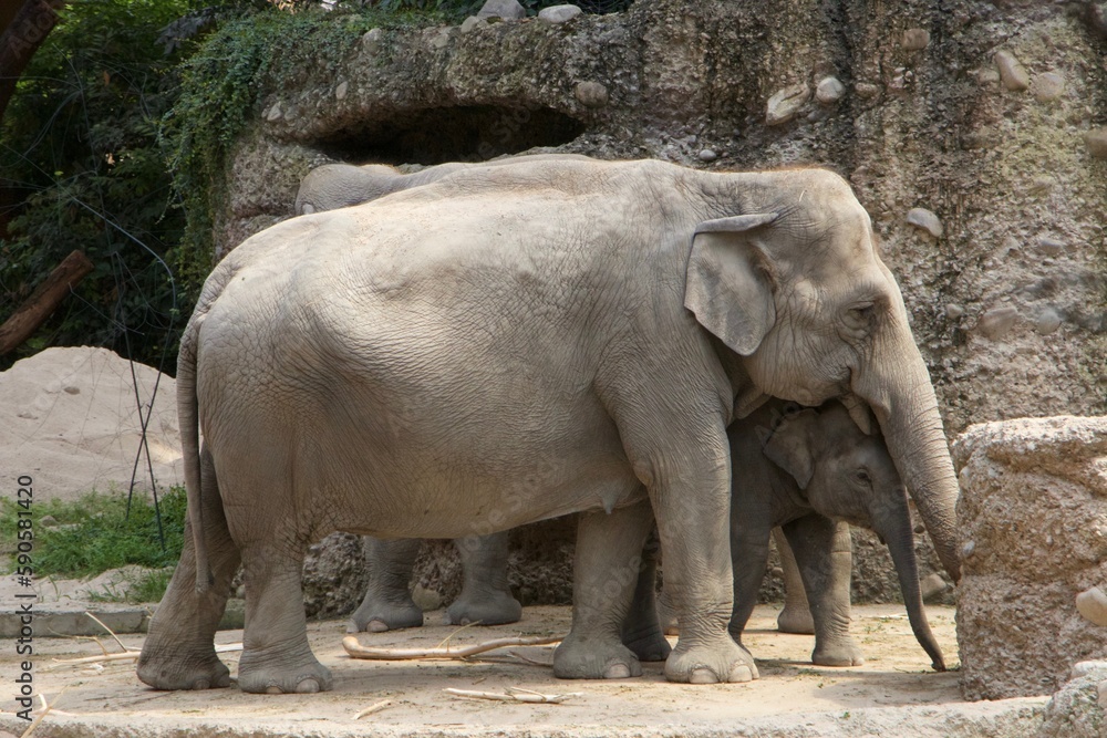 Fototapeta premium Tiere Zoo Zürich