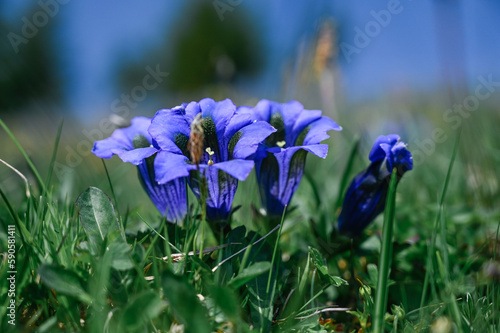 blue iris flower with colorful strong blue and green