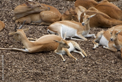 Tiere Zoo Zürich
