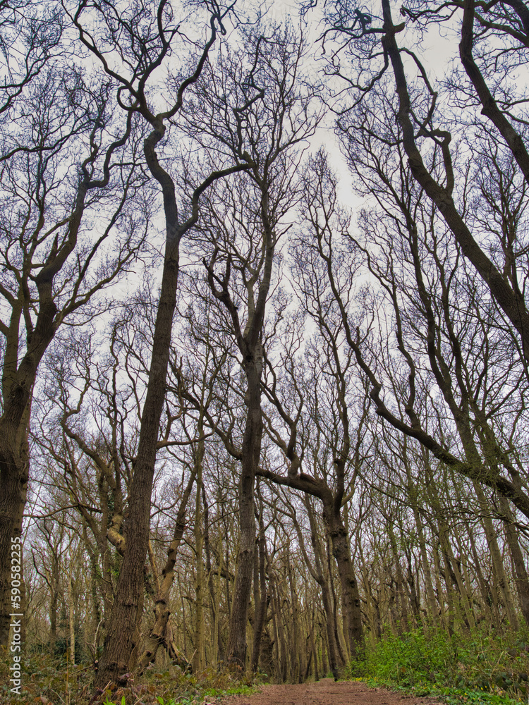 Skurril verzerrte Bäume flankieren einen Wanderweg im Wald an der Nordsee Küste Skurril verzerrte Bäume flankieren einen Wanderweg im Wald an der Nordsee Küste