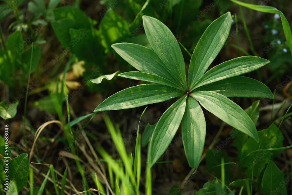 large green leaves in a dark forest up close illuminated by a sunbeam large green leaves in a dark forest up close illuminated by a sunbeam