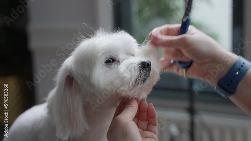 Haircut of a cute dog. white maltese, close up. 4K