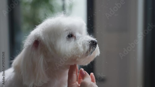 Haircut of a cute dog. white maltese, close up. 4K