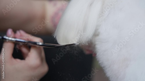 Haircut of a cute dog. white maltese, close up. 4K