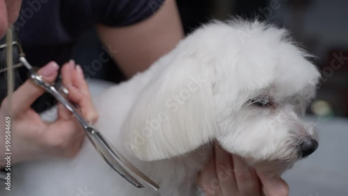 Haircut of a cute dog. white maltese, close up. 4K